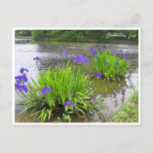 Rabbitear Iris