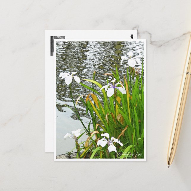 Rabbitear Iris Postcard (Front/Back In Situ)