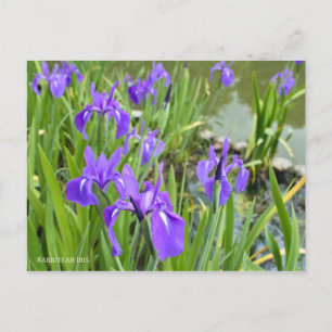 Rabbitear Iris [Postcard] ポストカード Postcard