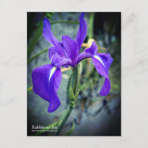 Rabbitear Iris:Postcard Postcard