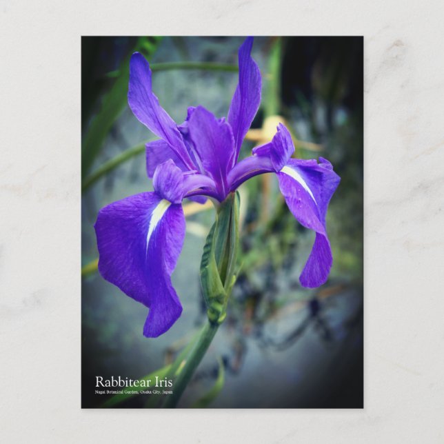Rabbitear Iris：Postcard Postcard (Front)