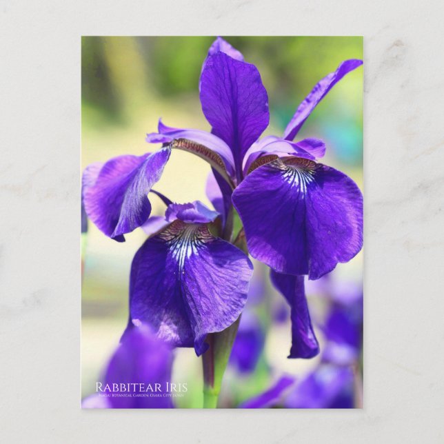 Rabbitear Iris [Postcard] Postcard (Front)