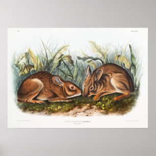 Rabbits Illustration Poster