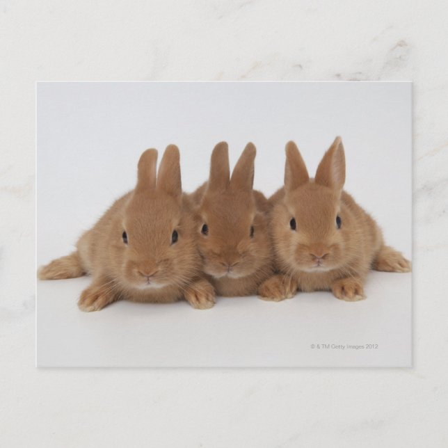 Rabbits.Netherland Dwarfs. Postcard (Front)