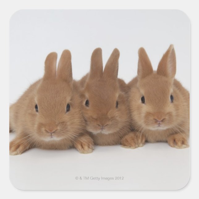 Rabbits.Netherland Dwarfs. Square Sticker (Front)