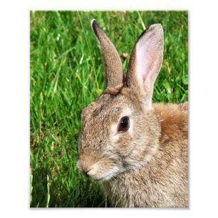 RABBITS PHOTO PRINT