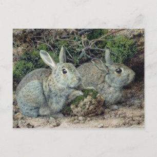Rabbits Postcard