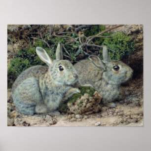 Rabbits Poster