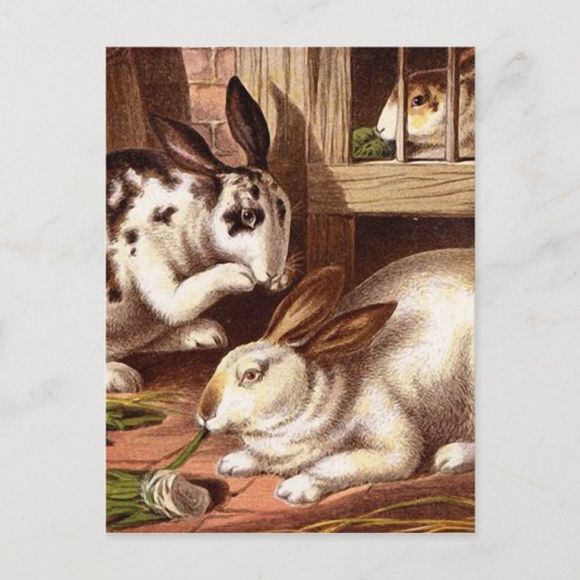 Rabbits Vintage Illustration Postcard (Front)