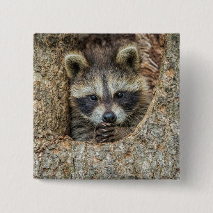 Raccon Nestled Inside a Tree Hollow 2 Inch Square Button