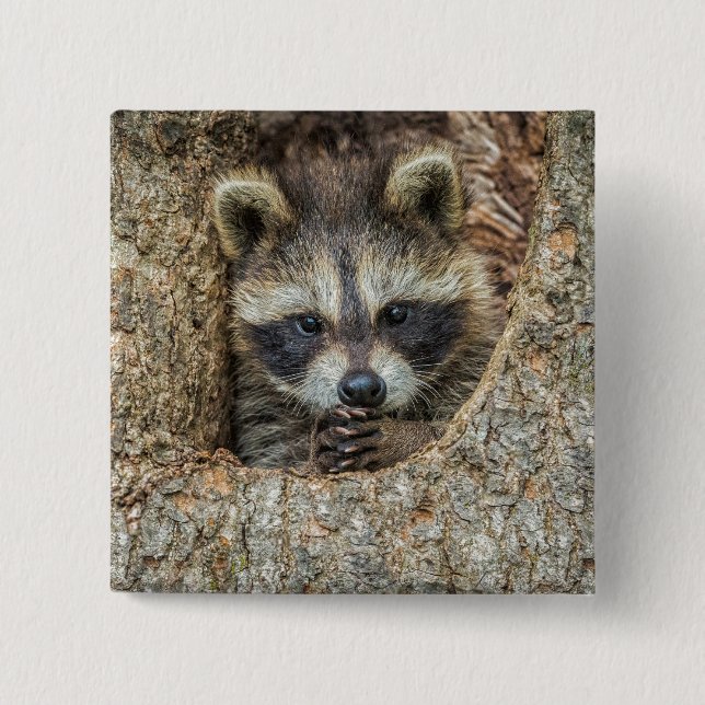 Raccon Nestled Inside a Tree Hollow 2 Inch Square Button (Front)