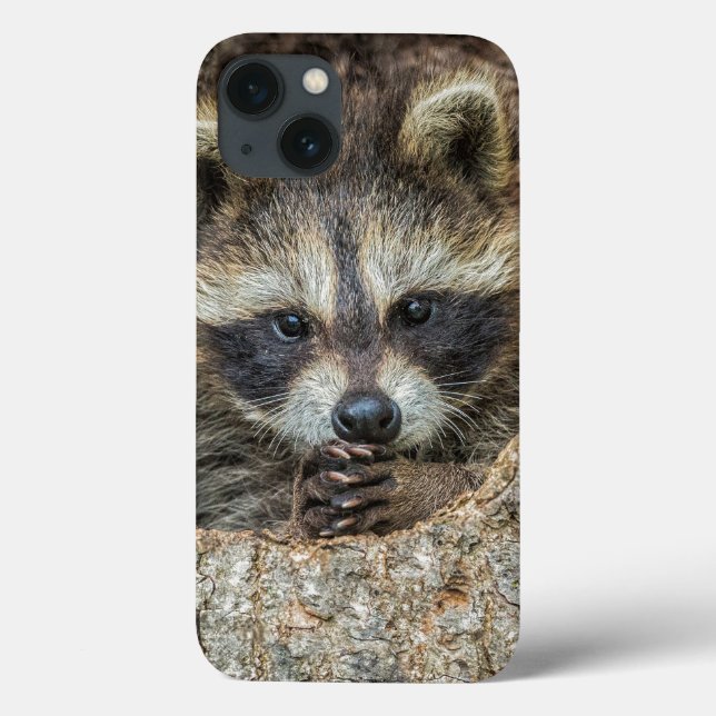 Raccon Nestled Inside a Tree Hollow Case-Mate iPhone Case (Back)