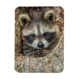 Raccon Nestled Inside a Tree Hollow Magnet