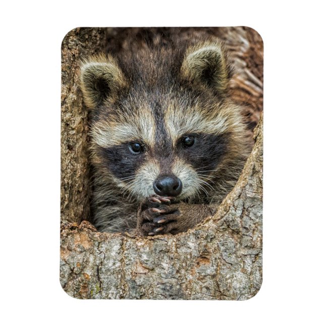Raccon Nestled Inside a Tree Hollow Magnet (Vertical)