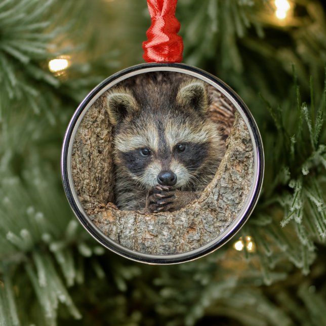 Raccon Nestled Inside a Tree Hollow Metal Ornament (Tree)