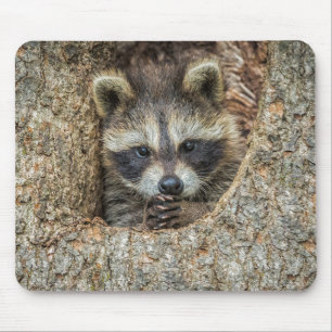 Raccon Nestled Inside a Tree Hollow Mouse Pad