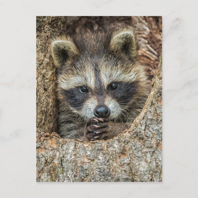 Raccon Nestled Inside a Tree Hollow Postcard (Front)