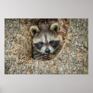 Raccon Nestled Inside a Tree Hollow Poster