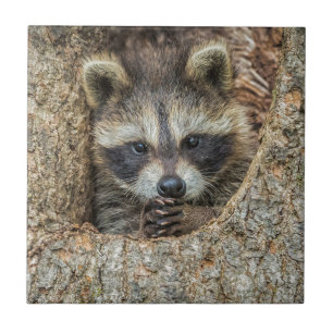 Raccon Nestled Inside a Tree Hollow Tile