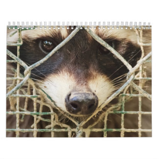 raccon on calendar