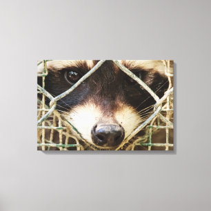 RACCON PRINT CANVAS