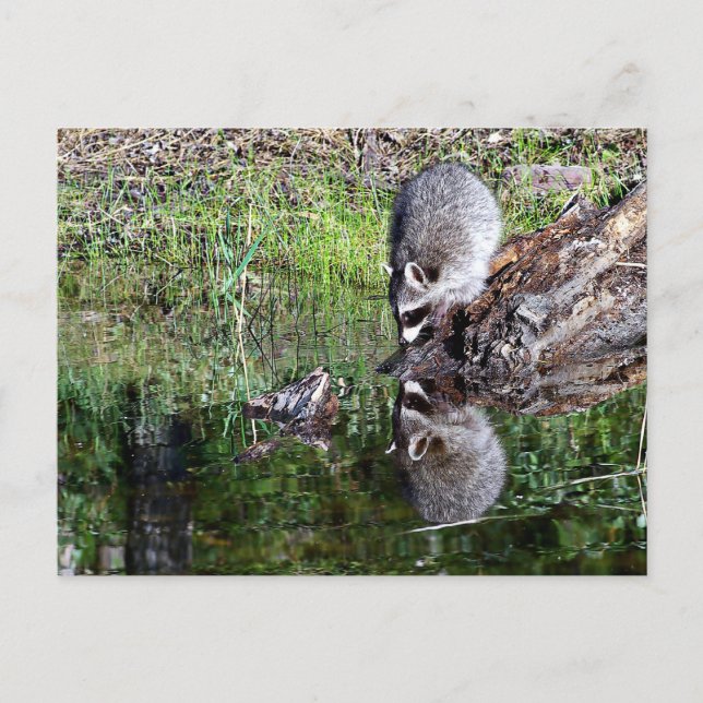 Raccon Reflection Postcard (Front)