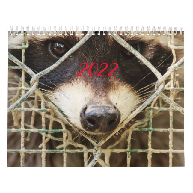 raccon sur le calendrier (Protection)