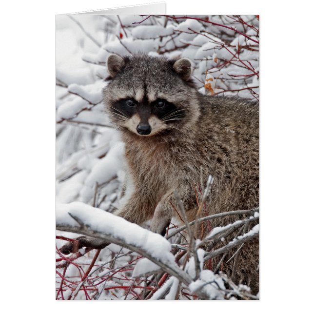 Raccoon (Devant)