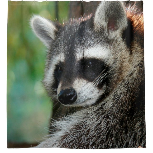 Raccoon 001 (Front)