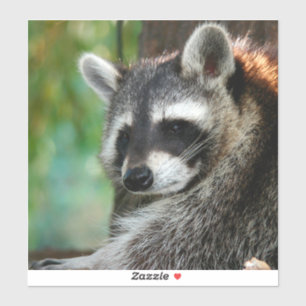 Raccoon 001