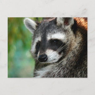 Raccoon 001 postcard