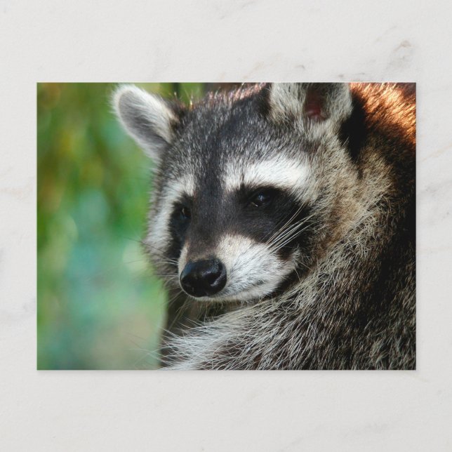 Raccoon 001 postcard (Front)