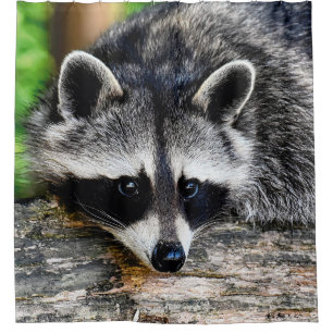 Raccoon 003