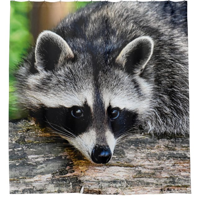 Raccoon 003 (Front)