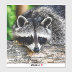 Raccoon 003