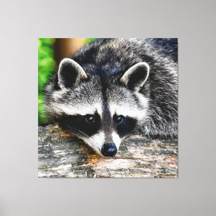 Raccoon 003 canvas print