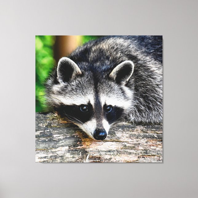 Raccoon 003 canvas print (Front)