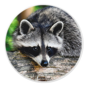 Raccoon 003 ceramic knob
