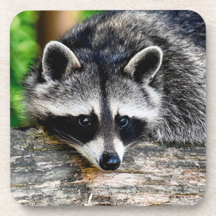 Raccoon 003 coaster