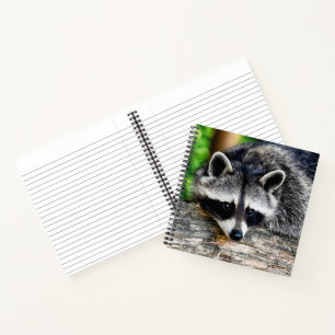 Raccoon 003 notebook