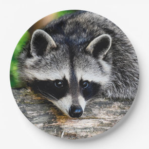 Raccoon 003 paper plate