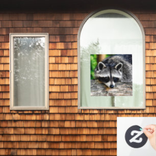 Raccoon 003 window cling