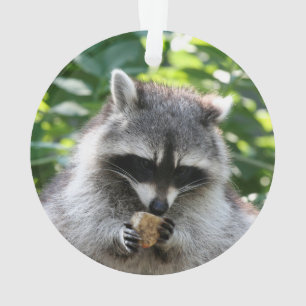 Raccoon 004