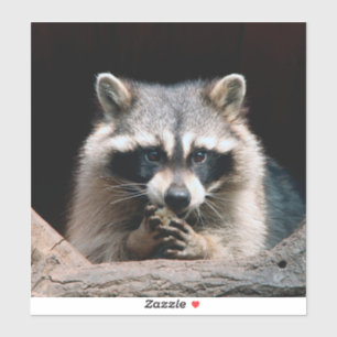 Raccoon 004