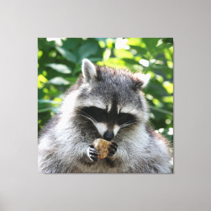 Raccoon 004 canvas print