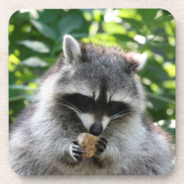 Raccoon 004 coaster (Front)
