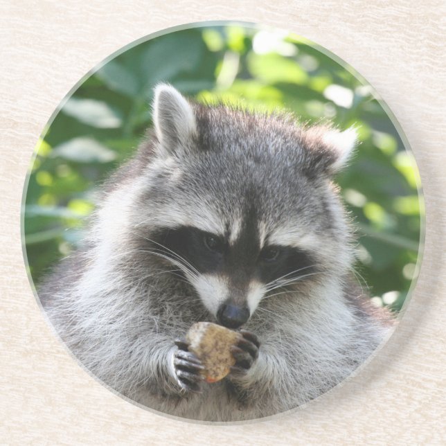 Raccoon 004 coaster (Front)
