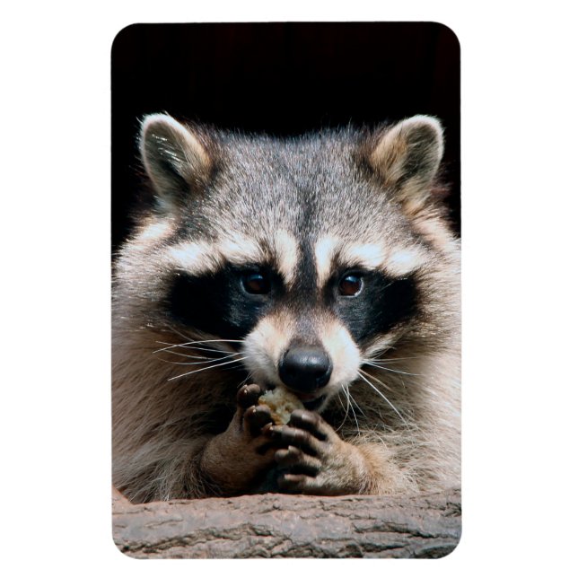 Raccoon 004 magnet (Vertical)