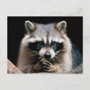 Raccoon 004 postcard