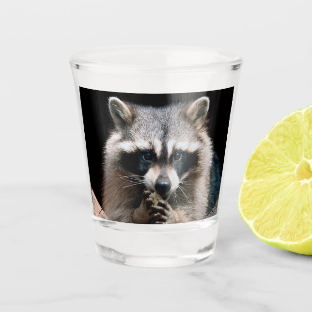 Raccoon 004 shot glass (Front)
